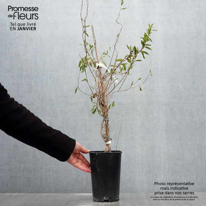 Exemplar von Sollya heterophylla Alba - Sollyie Topf mit 3L/4L wie im Winter geliefert