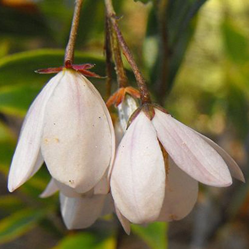 Sollya heterophylla Alba - Sollyie (Flowering)