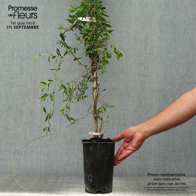 Example of Sollya heterophylla Rosea - Sollyie Topf mit 3L/4L as you get in automne