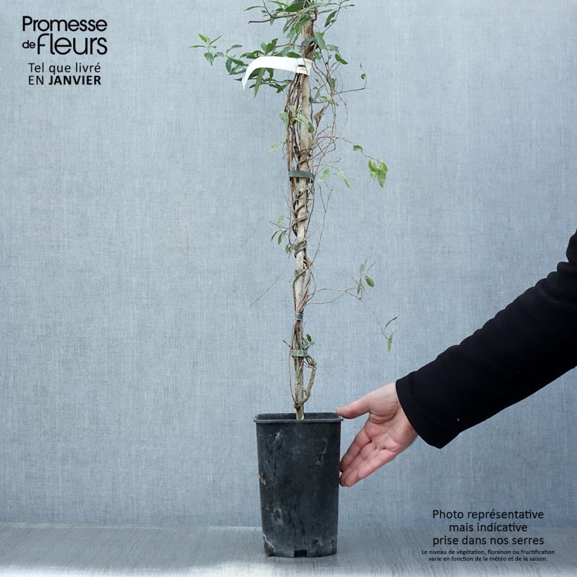 Exemplar von Sollya heterophylla Rosea - Sollyie Topf mit 3L/4L wie im Winter geliefert