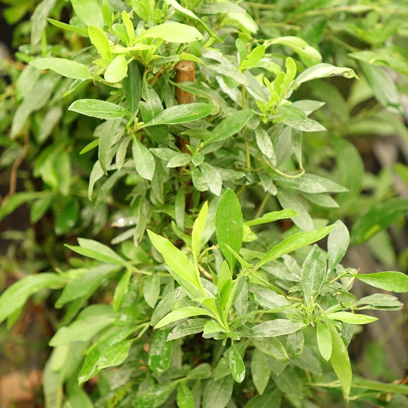 Sollya heterophylla Rosea - Sollyie (Foliage)