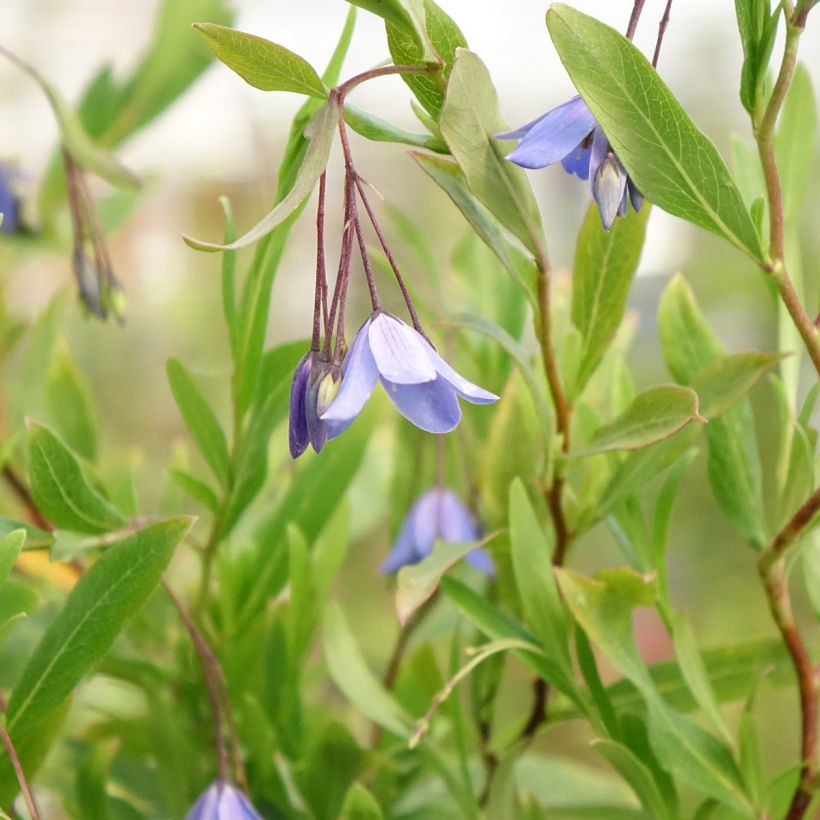 Sollya heterophylla Rosea - Sollyie (Blüte)
