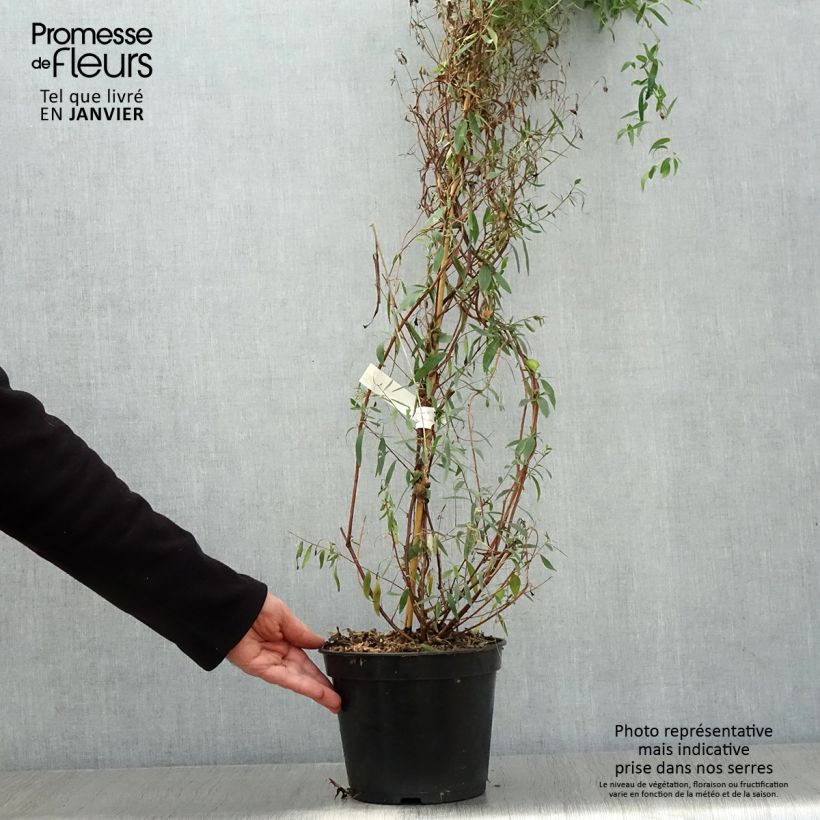 Exemplar von Sollya heterophylla Ultra Blue - Sollyie Topf mit 4L/5L wie im Winter geliefert