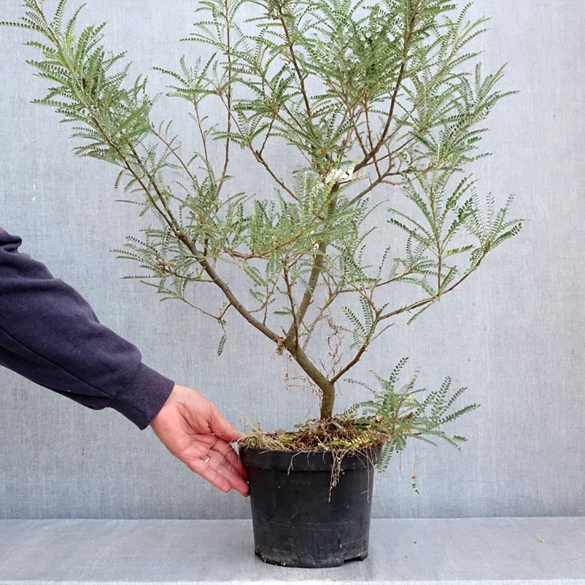 Exemplar von Sophora microphylla Dragon's Gold - Feinblättriger Schnurbaum Topf mit 4L/5L wie im Herbst geliefert