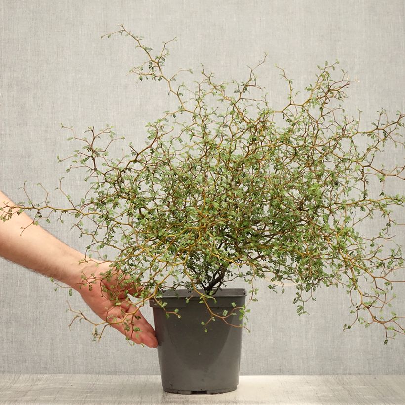 Example of Sophora prostrata Little Baby - Schnurbaum Topf mit 3L/4L as you get in ete