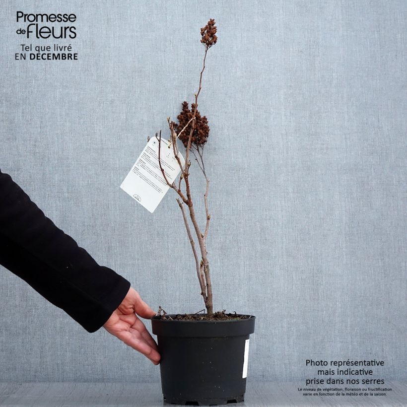 Example of Sibirische Fiederspiere - Sorbaria sorbifolia Topf mit 2L/3L as you get in automne