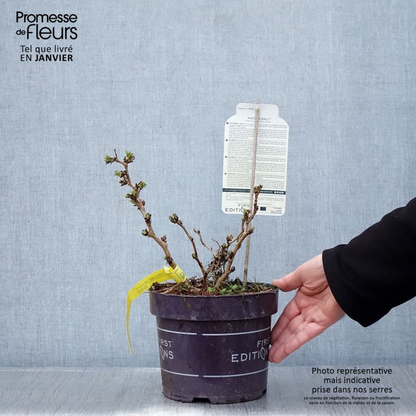 Exemplar von Sibirische Fiederspiere Matcha Ball - Sorbaria sorbifolia Topf mit 2L/3L wie im Winter geliefert