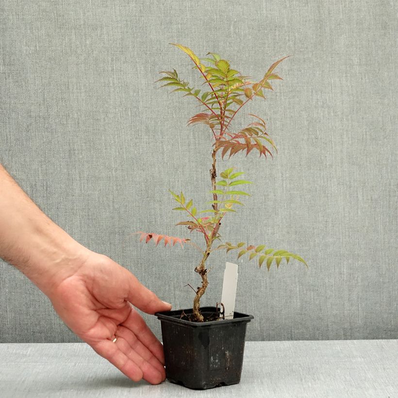 Exemplar von Sibirische Fiederspiere Sem - Sorbaria sorbifolia Kleine Töpfe von 8/9 cm wie im Frühjahr geliefert