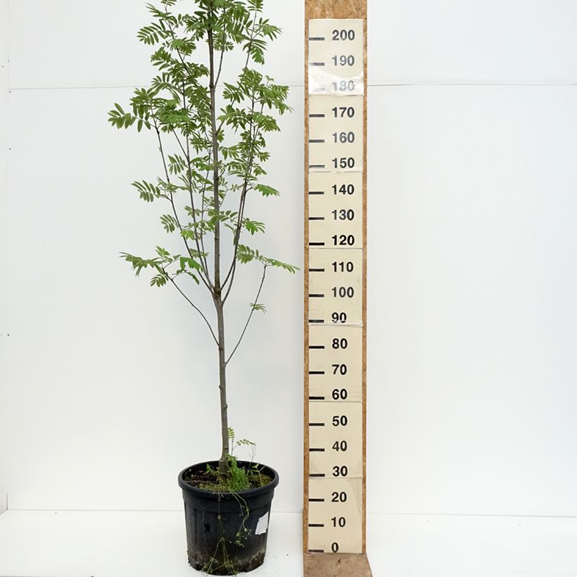 Exemplar von Vogelbeere Fingerprint PBR - Sorbus aucuparia Topf mit 30L/35L wie im Frühjahr geliefert