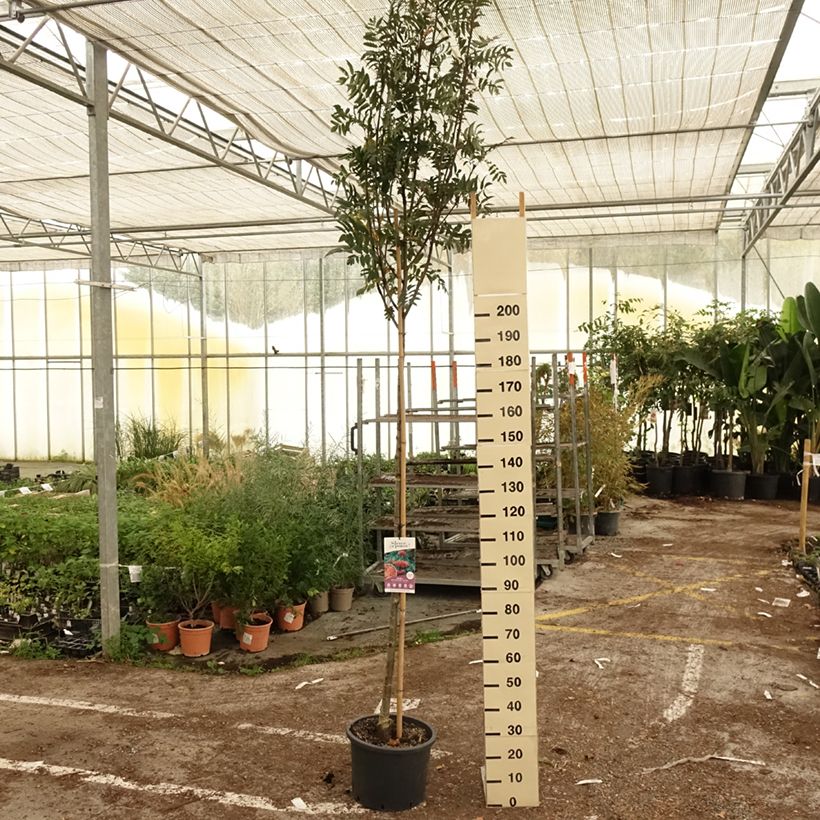 Example of Vogelbeere Wettra - Sorbus aucuparia Topf mit 20L/25L as you get in automne