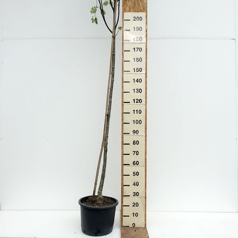 Exemplar von Vogelbeere Wettra - Sorbus aucuparia Topf mit 20L/25L wie im Frühjahr geliefert