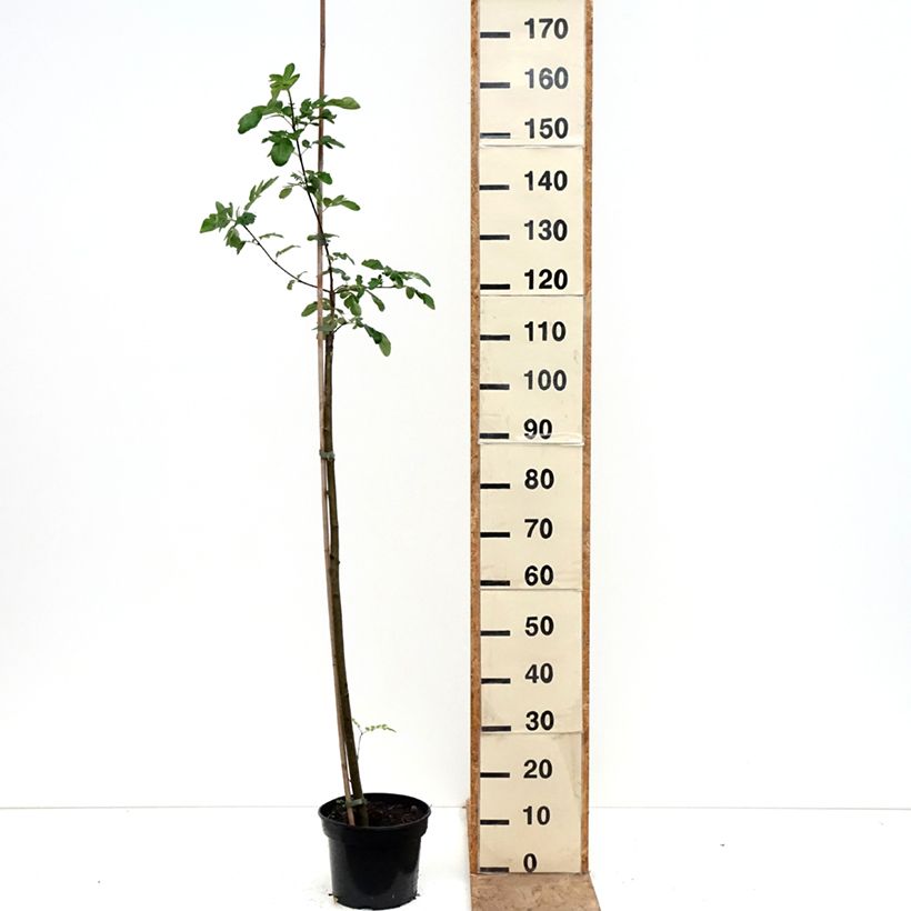 Exemplar von x Sorbaronia Likerovyj Jarab - Hybrid-Mehlbeeren Topf mit 4L/5L wie im Frühjahr geliefert