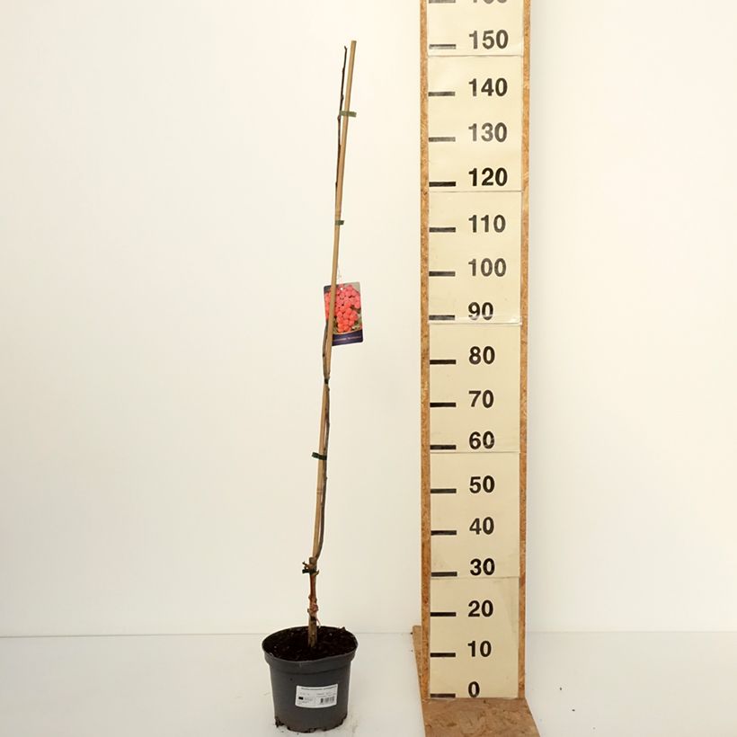 Exemplar von x Sorbocotoneaster pozdnjakovii - Hybrid-Mehlbeeren Topf mit 4L/5L wie im Herbst geliefert
