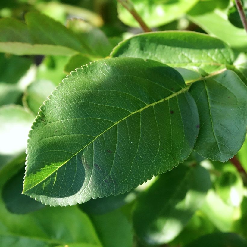 Sorbaronia fallax Burka - Hybrid-Mehlbeeren (Laub)