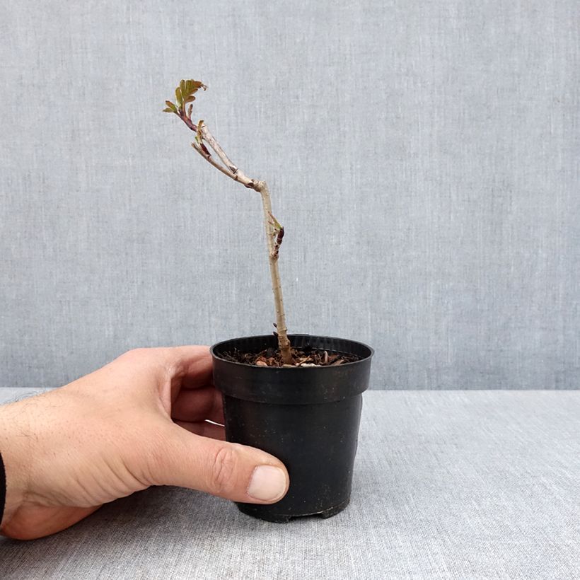 Exemplar von Sorbaronia fallax Burka - Hybrid-Mehlbeeren Kleine Töpfe von 8/9 cm wie im Frühjahr geliefert