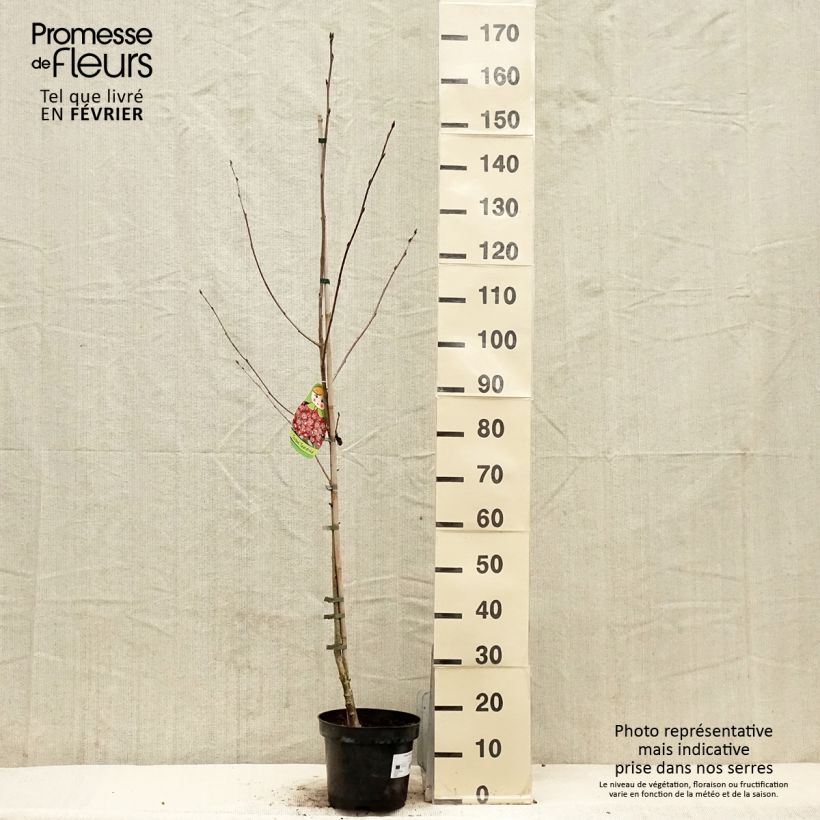 Example of Crataegosorbus Grananatnaja - Ebereschen-Weißdorn Topf mit 4L/5L as you get in hiver