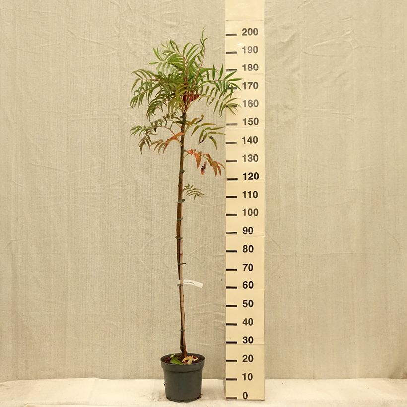 Example of Mehlbeere Dodong (Olympic Flame) - Sorbus commixta var. ulleungensis Topf mit 7,5L/10L as you get in automne