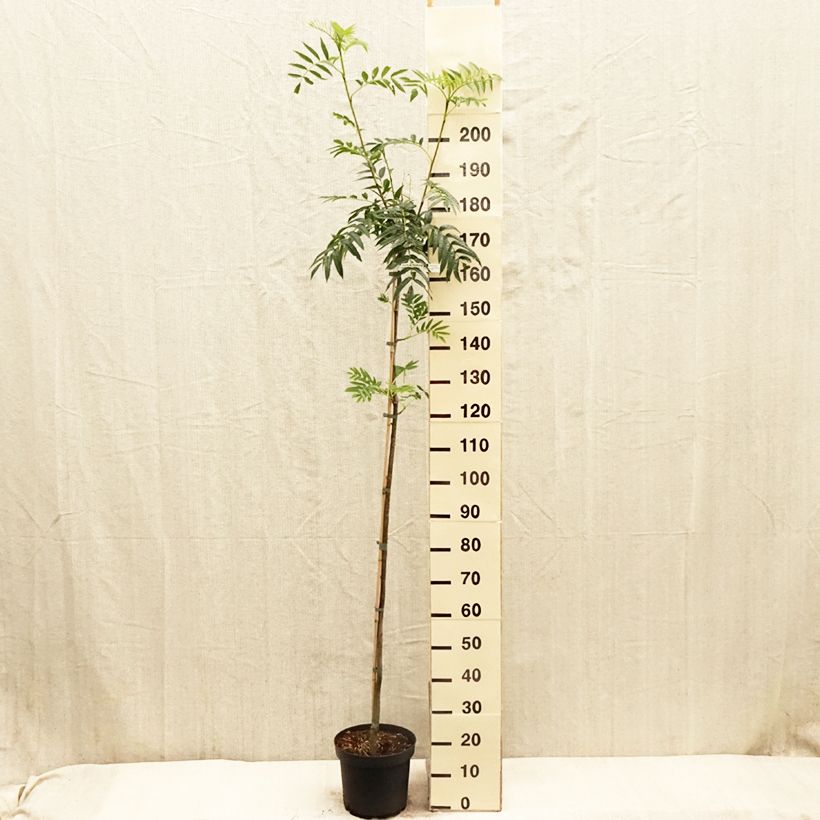 Exemplar von Mehlbeere Dodong (Olympic Flame) - Sorbus commixta var. ulleungensis Topf mit 7,5L/10L, Stämmchen wie im Frühjahr geliefert