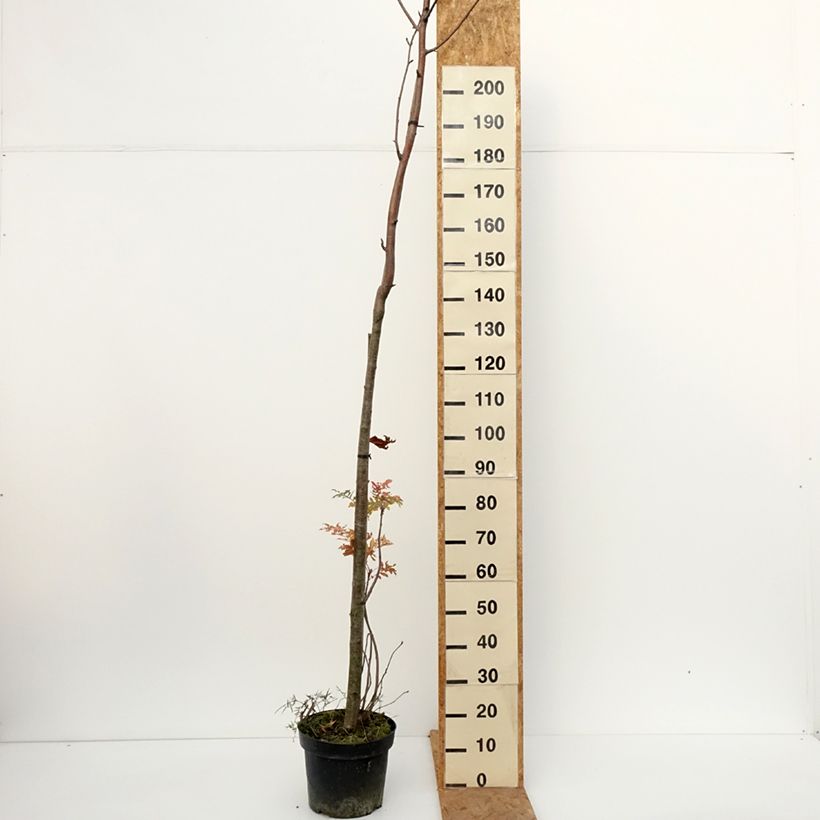 Exemplar von Sorbus filipes Topf mit 4L/5L wie im Herbst geliefert