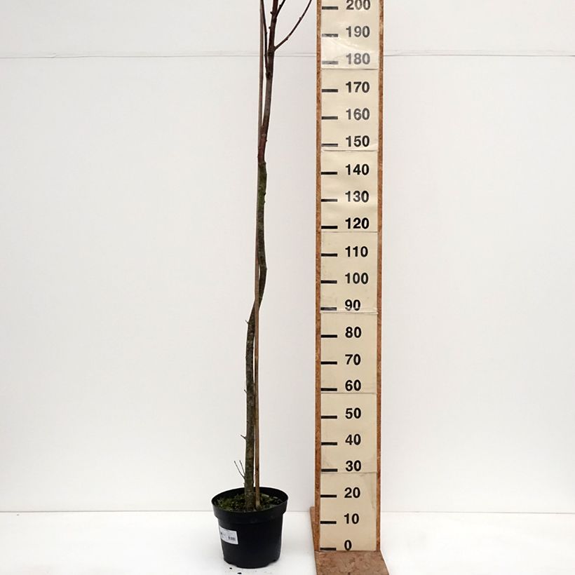 Exemplar von Sorbus filipes Topf mit 4L/5L, Stamm wie im Winter geliefert