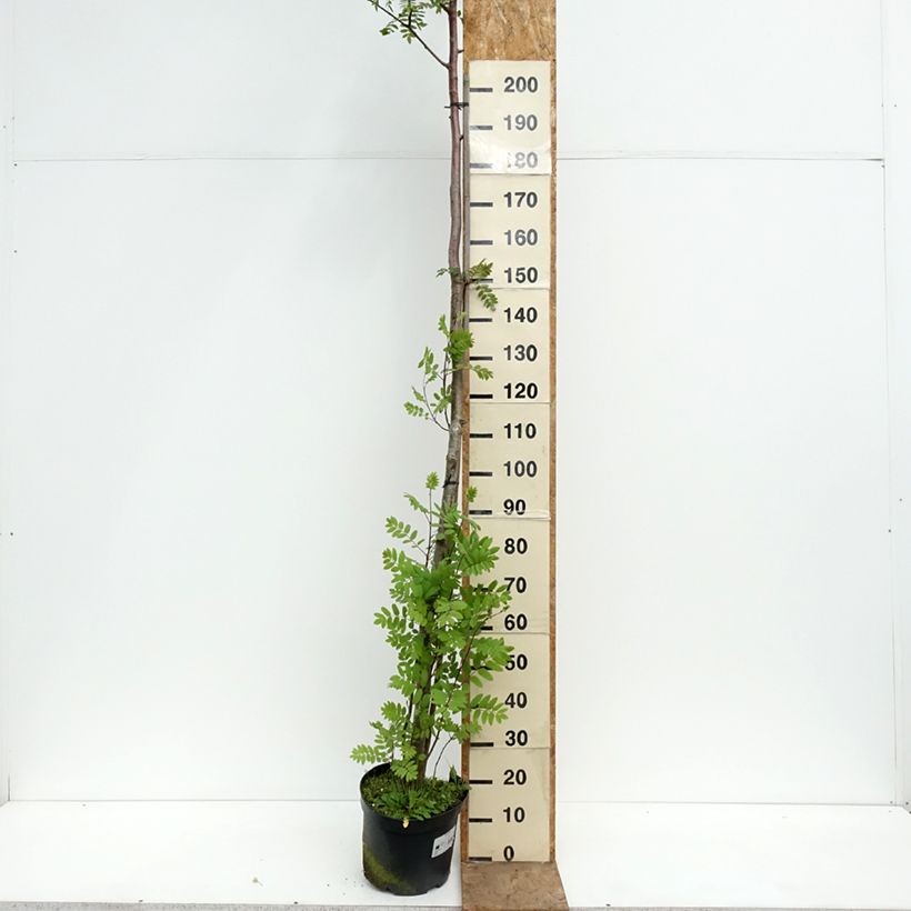 Exemplar von Sorbus filipes Topf mit 4L/5L, Stamm wie im Frühjahr geliefert