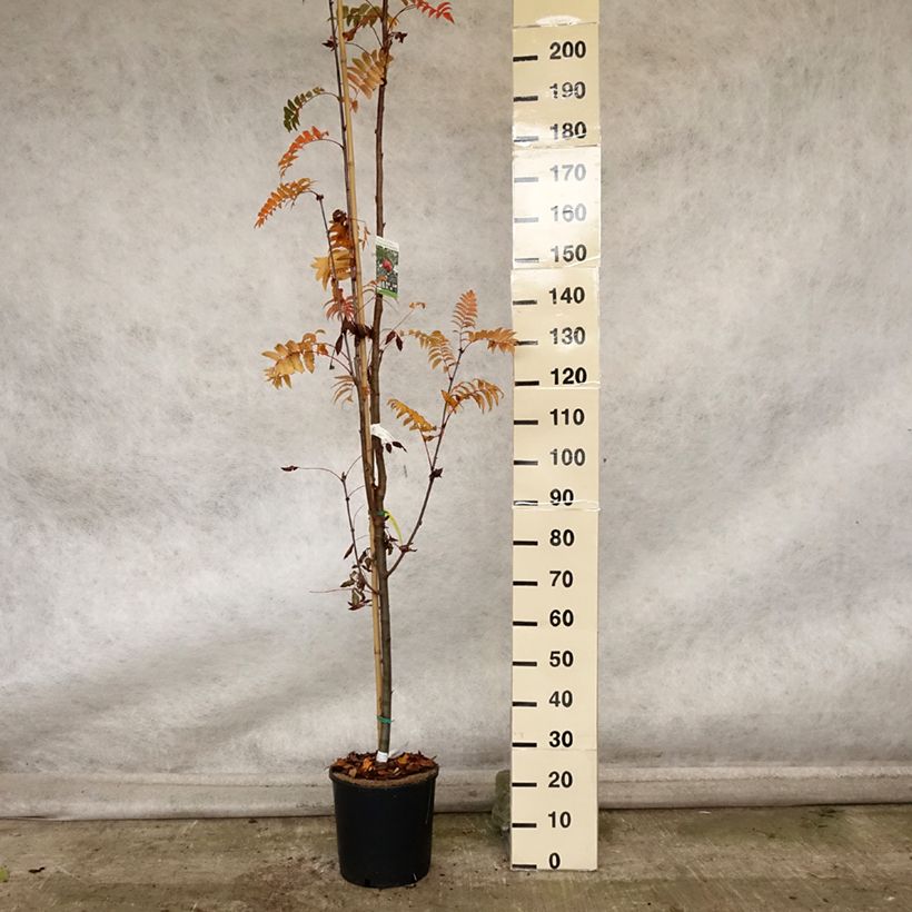Example of Mehlbeere Pink Veil - Sorbus arnoldiana Topf mit 4L/5L as you get in automne