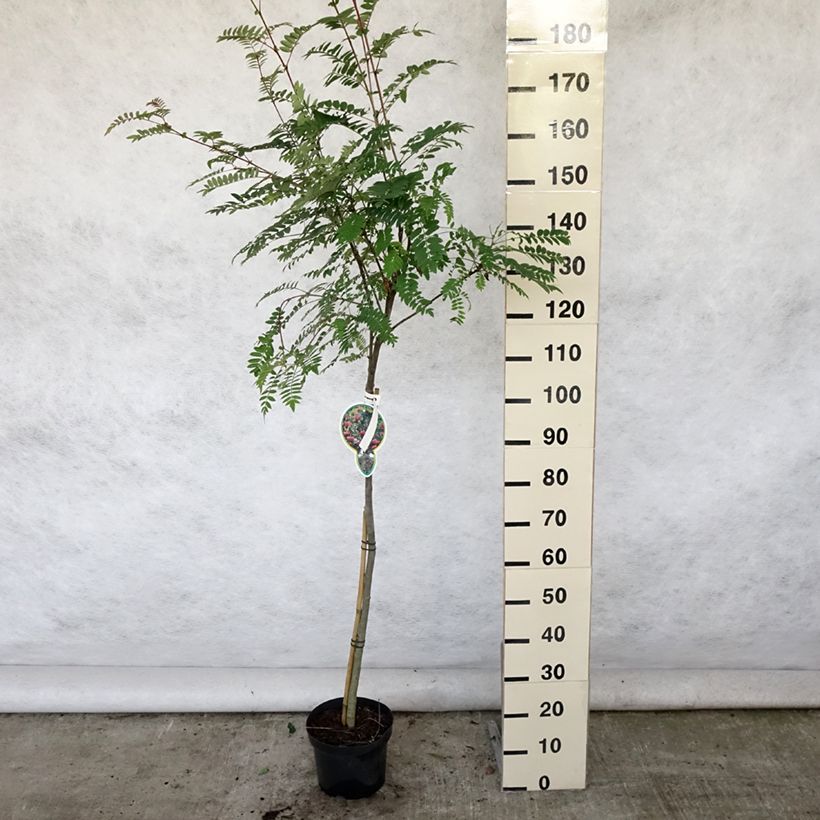 Exemplar von Mehlbeere Pink Veil - Sorbus arnoldiana Topf mit 4L/5L, Stamm wie im Sommer geliefert