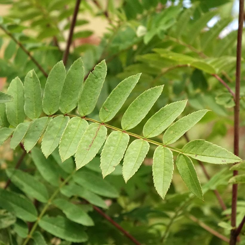 Mehlbeere Pink Veil - Sorbus arnoldiana (Foliage)