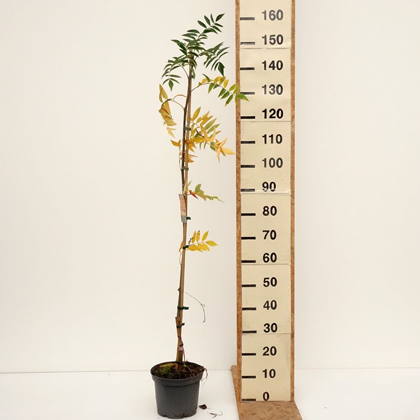 Exemplar von Mehlbeere Copper Glow - Sorbus x arnoldiana Topf mit 4L/5L wie im Herbst geliefert