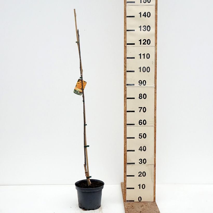 Exemplar von Mehlbeere Copper Glow - Sorbus x arnoldiana Topf mit 4L/5L wie im Winter geliefert