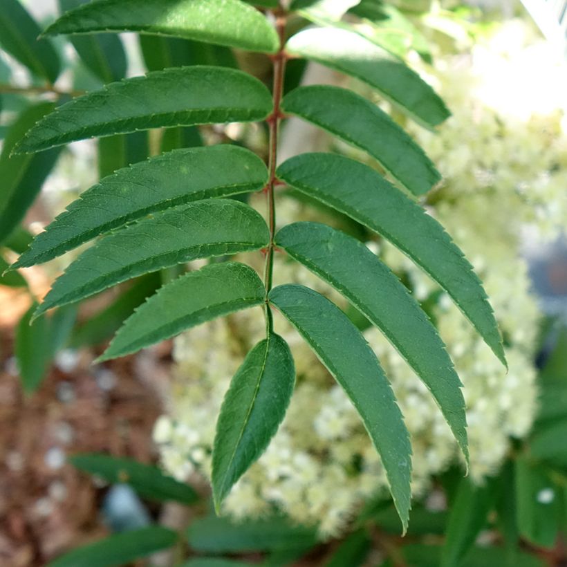 Vogelbeere Autumn Spire - Sorbus aucuparia (Foliage)