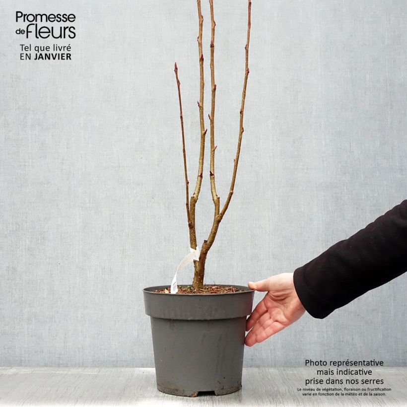 Exemplar von Vogelbeere Autumn Spire - Sorbus aucuparia Topf mit 4L/5L wie im Winter geliefert