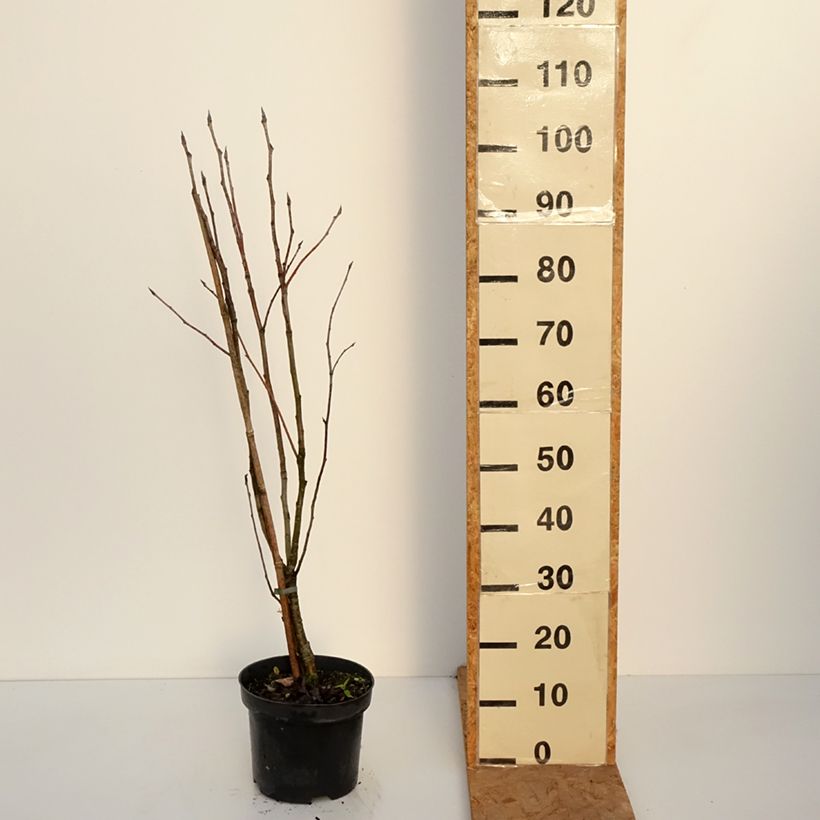 Exemplar von Japanische Berg-Eberesche - Sorbus matsumurana Topf mit 4L/5L, Stamm wie im Herbst geliefert