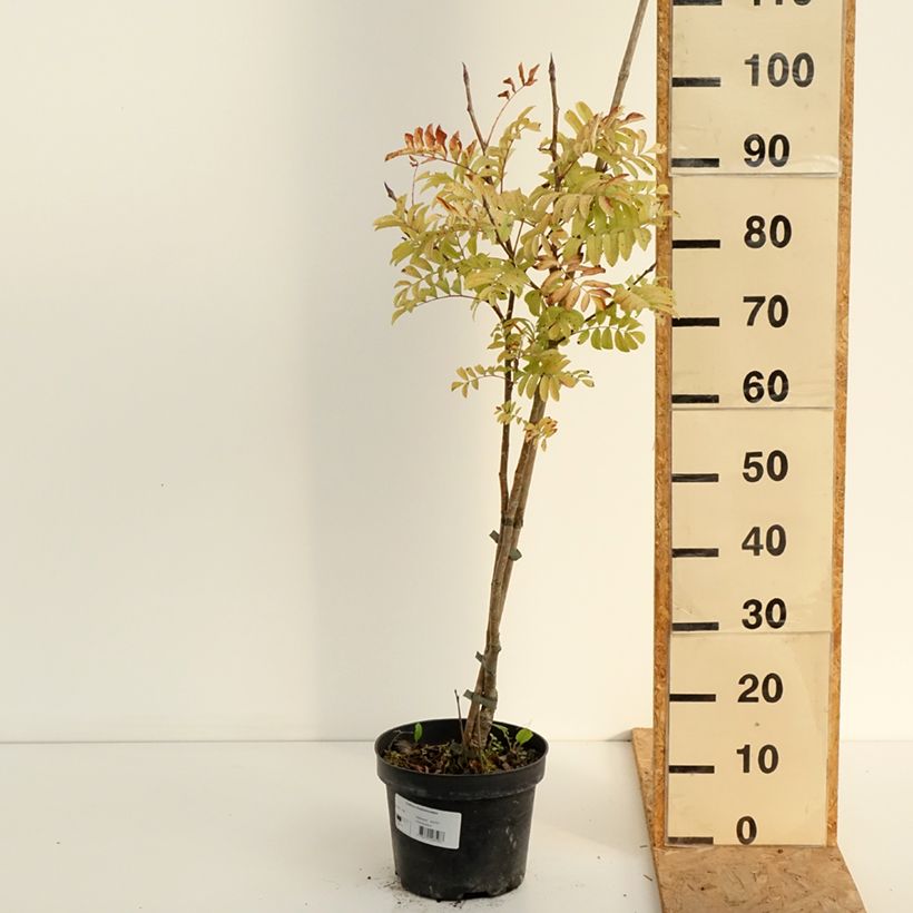 Example of Japanische Berg-Eberesche - Sorbus matsumurana Topf mit 4L/5L as you get in ete
