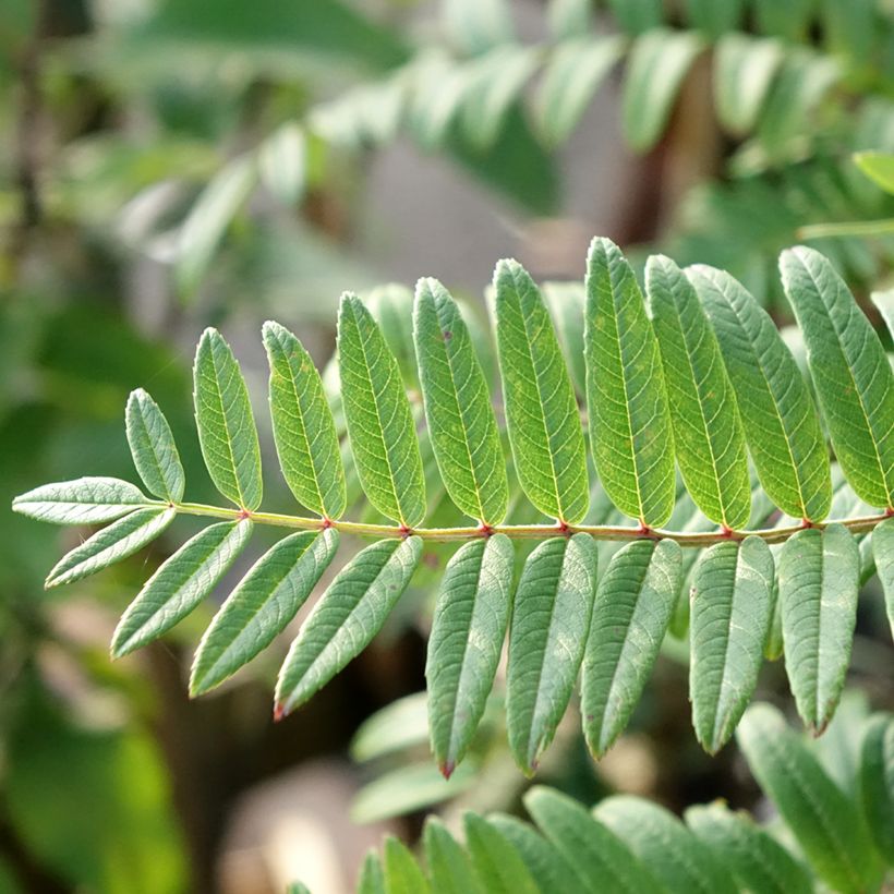 Leitern-Eberesche - Sorbus scalaris (Foliage)