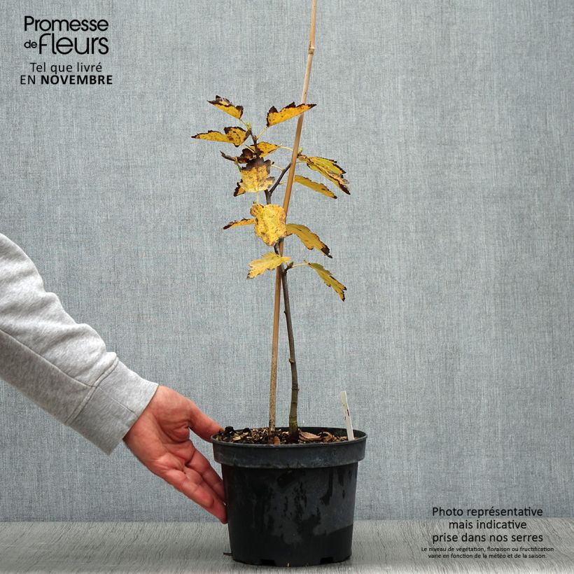 Example of Elsbeere - Sorbus torminalis Topf mit 3L/4L as you get in automne