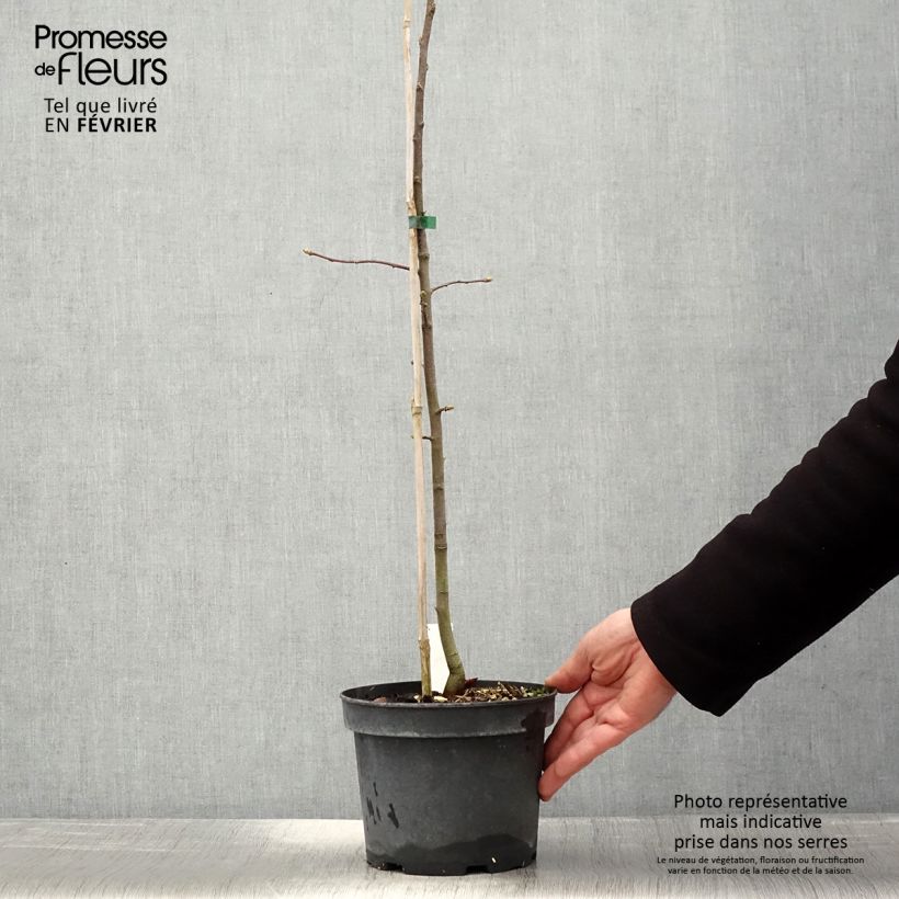 Exemplar von Elsbeere - Sorbus torminalis Topf mit 3L/4L wie im Winter geliefert