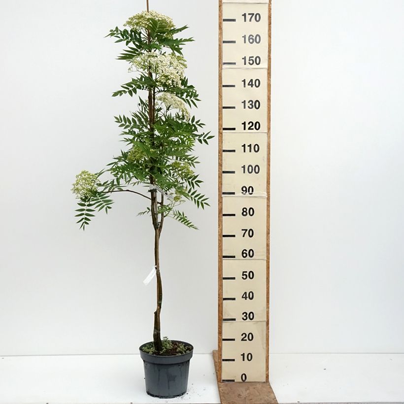 Exemplar von Vogelbeere - Sorbus wilfordii Topf mit 7,5L/10L wie im Frühjahr geliefert