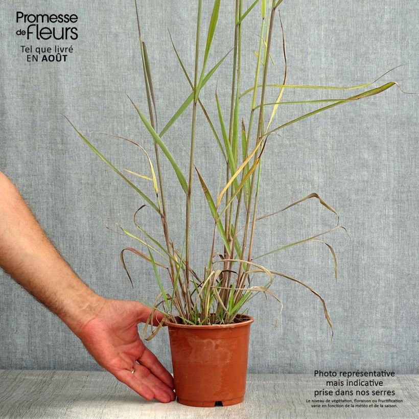 Example of Sorghastrum nutans Sioux Blue - Indianergras Topf mit 1L/1,5L as you get in ete
