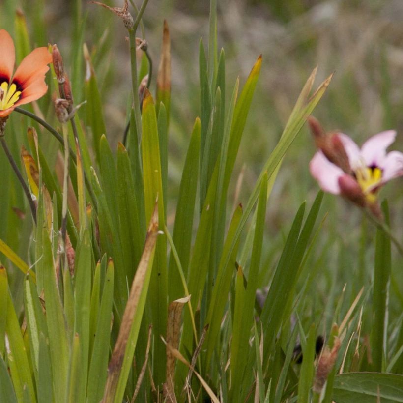 Sparaxis tricolor Mix - Fransenschwertel (Foliage)