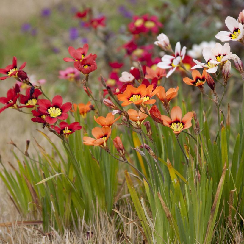 Sparaxis tricolor Mix - Fransenschwertel (Plant habit)