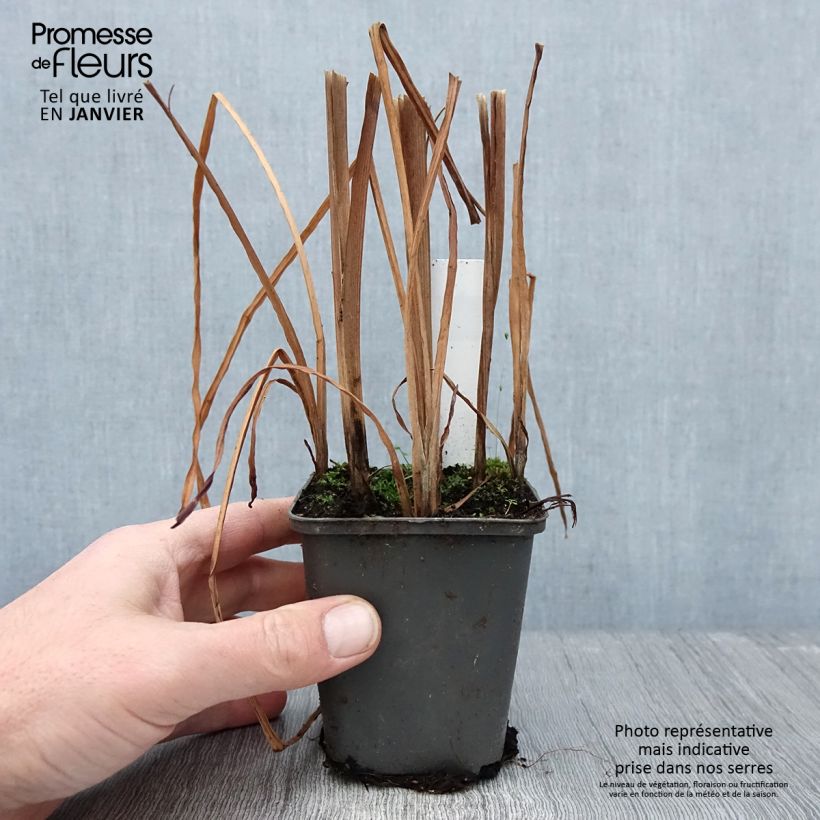 Exemplar von Sparganium erectum - Ästige Igelkolben Kleine Töpfe von 8/9 cm wie im Winter geliefert