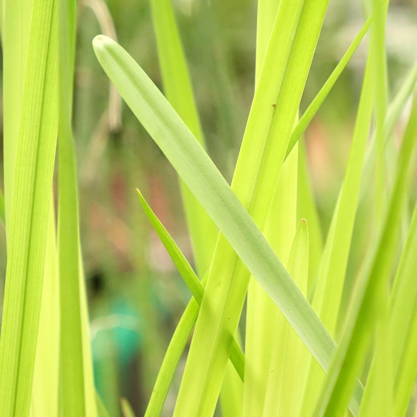 Sparganium erectum - Ästige Igelkolben (Foliage)