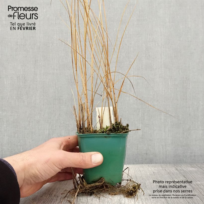 Example of Spartina pectinata Aureomarginata - Goldrand-Schilf Kleine Töpfe von 8/9 cm as you get in hiver
