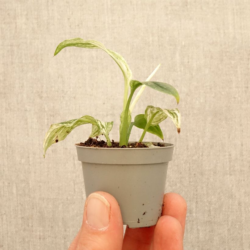 Exemplar von Einblatt - Spathiphyllum Sensation Mini-Pflanze wie im Frühjahr geliefert