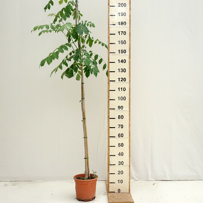 Example of Spathodea campanulata - Afrikanischer Tulpenbaum Topf mit 7,5L/10L as you get in ete