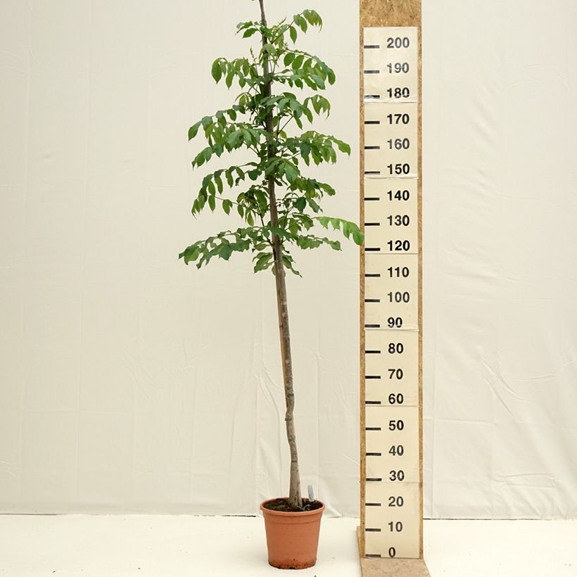 Exemplar von Spathodea campanulata - Afrikanischer Tulpenbaum Topf mit 7,5L/10L wie im Frühjahr geliefert