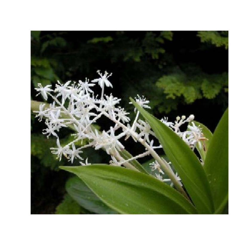 Speirantha convallarioides - Maiglöckchen-Speirantha (Flowering)