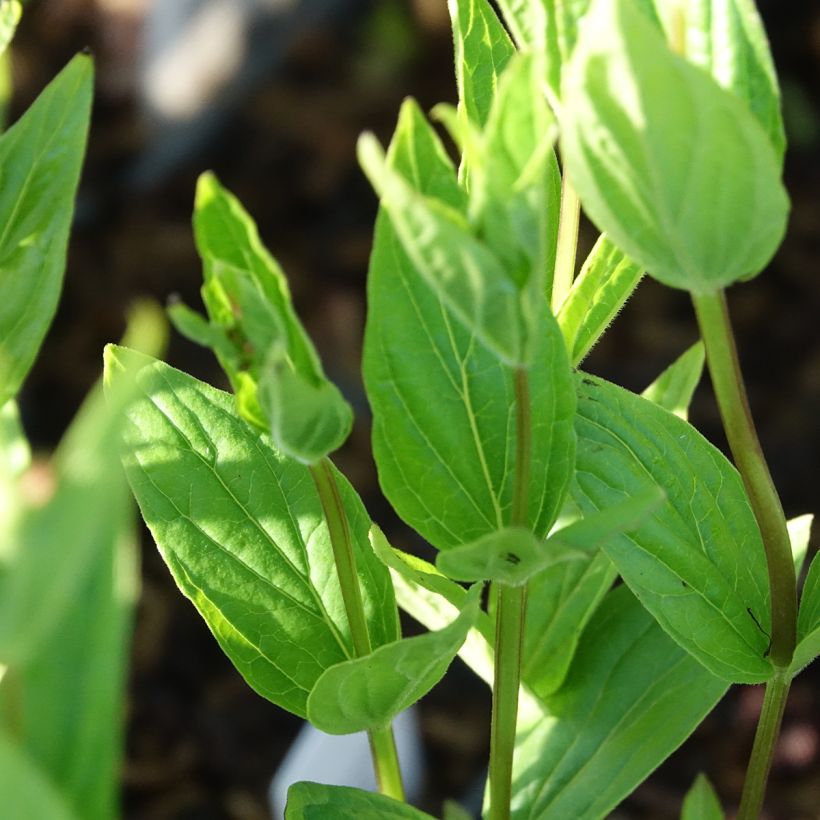 Spigelia marilandica Spigelia marilandica (Laub)