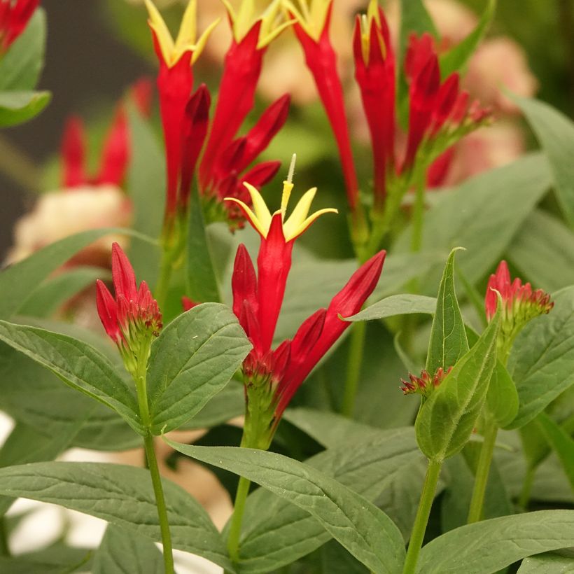 Spigelia marilandica Spigelia marilandica (Blüte)